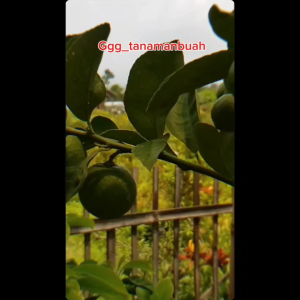 Bibit Jeruk Nipis Jumbo Super Cepat Berbuah