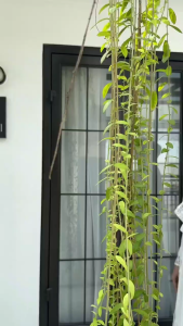 Abaya putih mewah Remaja dewasa kekinian Wolfis Mix Ceruty Babydol /Gamis putih wanita terbaru 2024 Arabian-AmirahStore21