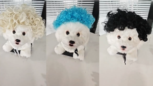 Bộ tóc giả ngộ nghĩnh vui nhộn cho chó mèo (mẫu mới) - Love Pets Shop