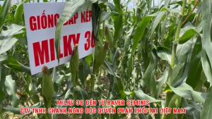 HẠT GIỐNG BẮP NẾP LAI ĐƠN MILKY 36