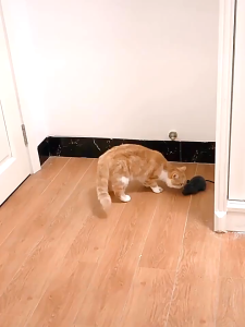 Mainan Tikus Interaktif Mencit Kucing Cat Toys Pet Toys Cat Toy Tikus Interaktif Mainan Kucing Bentuk Tikus