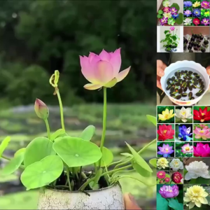 Hạt giống hoa sen mini nhật mix màu - Gói 8 hạt-tặng kèm gói kích mầm