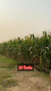 จะเด็ด x4 พลัง ฮอร์โมนข้าวโพด ต้นโตเร็ว ต้นสูงใหญ่เสมอกัน ต้นไม่แคระแกรน ต้นไม่ม่วง แก้ข้าวโพดน็อคนํ้า