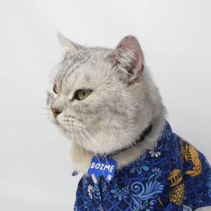 Kalung Kucing Custom Nama – Rogz Cat Necklace