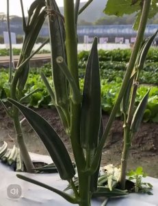 Biji Benih Bendi Hijau (30 Seeds) /羊角豆籽 /Ladies Finger seeds (Okra Seeds)