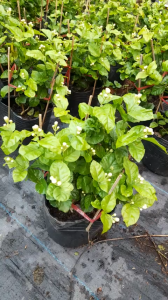 Cây Hoa Nhài ta Cánh Kép Hoa thơm ngát nở quanh năm cây trồng làm cảnh trang trí công viên