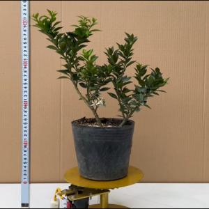 Cây Cam Nhật - Dòng Cam Ngọt Siêu Trái