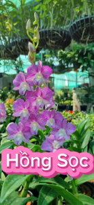 Hoa lan hồng sọc