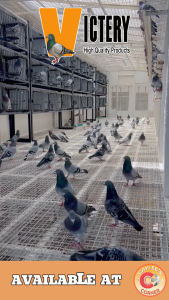 VICTERY Pigeon Eyedrops 20ml