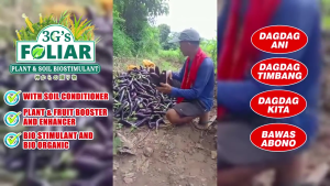 DLS 3GS SUPER FOLIAR (JAPAN TECHNOLOGY) W/ Measuring cup on 5L/4L/1L ONLY 500ML/250ML Garden soil All In One Bustimulant