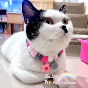 Petototamus // 🌈Rainbow Tone : ปลอกคอโทนสีรุ้ง สีสันสดใส ปลอกคอแมว ปลอกคอสุนัข DIY ปลอกคอปอมปอมยางยืด ปลอกคอลูกแมว สร้อยคอแมว ปลอกคอลูกสุนัข ปอกคอแมว กระดิ่งแมว