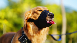 Dog mouth cover  dog training Adjustable  muzzle for dog dog barking stopper penutup mulut anjing dog accessories  狗嘴套