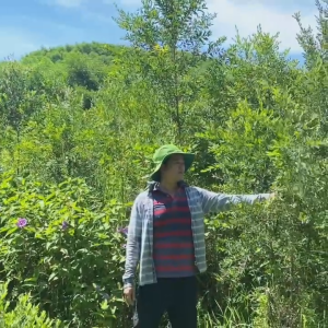 Tinh Dầu Tràm Năm Gân Huế Saola Dầu Tràm Giúp Giữ Ấm Tránh Gió Xua Đuổi Côn Trùng Bảo Vệ Cả Gia Đình 100ml