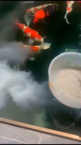 Clay Koi | Calcium Montmorillonite Clay | Penjernih Air Kolam Koi 300 gr dan 1000 gr