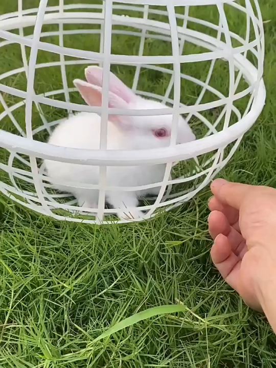 Circular rabbit cage, farm scenic spot internet famous walking ground ...