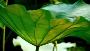 Viên uống Cholessen giảm cholesterol máu hạ mỡ máu giảm gan nhiễm mỡ men gan cao hộp 30 viên - Decotra