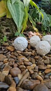 ตุ๊กตานวดมือยางพารา สุขภาพ บีบแก้นิ้ว อาการปวด สินค้า ยางพารา ถูกเตรียมด้วย Pararaksa