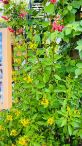 Trà phổ nhĩ nở hoa 5 viên phổ nhĩ Vân Nam giúp ổn định đường huyết làm đẹp da chống lão hóa