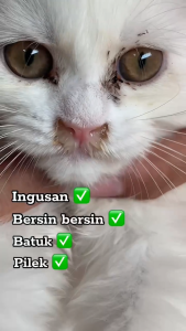 Obat Flu dan Pilek Kucing Terbaik Anti Bersin dan Ingusan Paling Ampuh Obat Batuk Dan Flu Berat Mata Berair