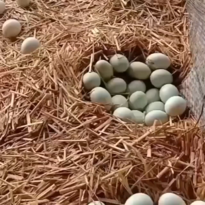 Ngendogan untuk Unggas Cepat Bertelur