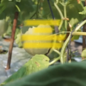 Benih Melon GRACIA F1 Isi 15 Butir Cap Panah Merah