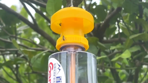 Perangkap Lalat Buah Teragenol Tempat Petrogenol Pengendali Hama Yellow Trap Insect Fly Tanaman