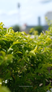 Tamara Dress by Ninos Design