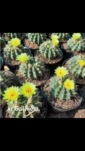 XƯƠNG RỒNG  Gai Kiếm  hoa vàng .