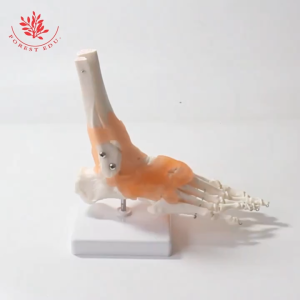 Manekin Alat Peraga Model Kaki Sendi Kerangka Manusia Kaki Ligamen Sendi Pergelangan Kaki