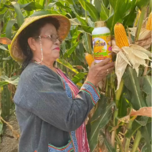 เซียนข้าวโพด 1 แถม 1 กับ 6 ตัว ปุ๋ยทางใบ ฮอร์โมนพืช ไม่ปลอดภัย ยาฉีดผิว สาหร่าย อาหารเสริมพืช