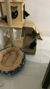 Wooden Cat Tree Scratcher Tower Playhouse Pet Kitten Condo Bed Scratching Climbing Jumping Post Hammock