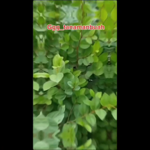 BIBIT POHON BIDARA ARAB SUPER unggul