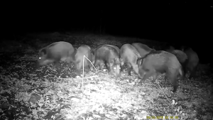 DL001 Hunting Trail Camera Wild Animal Photo Trap 16MP 1080P HD Waterproof 0.3s Trigger Time Night Vision Kamera Outdoor