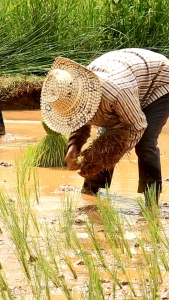 Humic Plus Soil Conditioner: Boost Your Plants' Growth & Health