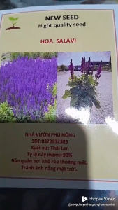 (Gói 40 hạt) Hạt giống hoa Salavi -Hoa Siêu Bền -Hoa lâu năm-Nở bụi to