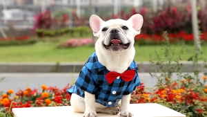 【Fast and Reliable Shipping】 Whisker MOLAMGO Dog Clothes Polo Wedding Suit Costume For Big