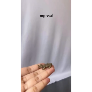 พญาจรเข้ทองเหลืองแท้ ราคาส่ง