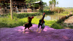 Boneka Ayam Aduan Bulu Asli Untuk Melatih Fisik dan Kekuatan Ayam Aduan