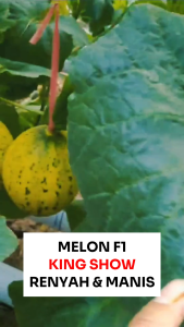 Benih Tanaman Melon F1 KING SHOW 6 Biji