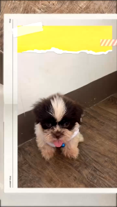 500ml Dog Shampoo Shower Gel Anti flea and ticks Cat Shampoo For Dog Pet Shampoo For Cat Pet Shower Gel Foam