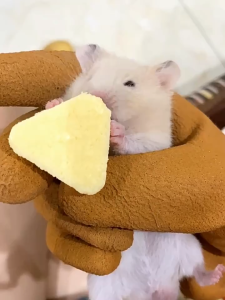 Hamster Cheese Molar Biscuit Molar Dog Cat Treats 