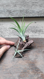 Tillandsia Concolor x Brachy and humbug (ionantha x paucifolia) with wood / Gift set