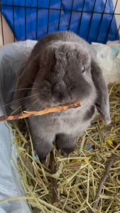 ของเล่นสัตว์ฟันแทะ ของเล่นลับฟัน ของเล่นกระต่าย บอลหญ้า ลูกบอลเชือกฟาง ไผ่หวาน ไม้แอปเปิ้ล ลับฟัน หญ้าลับฟันธรรมชาติ กระต่าย ชินชิล่า แก๊สบี้