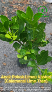 Anak Pokok Limau Kasturi / Calamansi Lime Tree [Real Plant / Live Plant / Pokok Hidup]