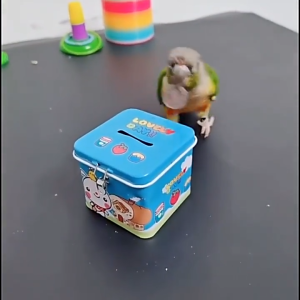 Đồ Chơi Đồ Huấn Luyện Chim Vẹt Sóc...Qủa Bóng Xe Đẩy Ván Trượt Tháp Vòng Hộp Xu...