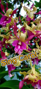 HOA LAN SING CARON