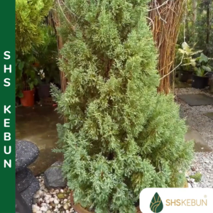 Pokok Pine Juniperus Bonsai Cupressaceae Juniperus Gaussenii Christmas Tree Juniper Cina Pokok Hidup SHS Kebun