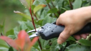 Cordless Electric Pruning Shear Battery Garden Plant Scissor Pruner With 1.8M Extension Rod Gunting Pokok Bateri Branch Ratchet Cutter
