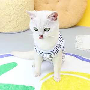 【Booming】 Pet Pantry AQUARZOO Cat Clothes S-XLPet Cat Recovery SuitSterilization Care Pet After Anti-Lick VestFemale Cat Onesie Weaning Clothing