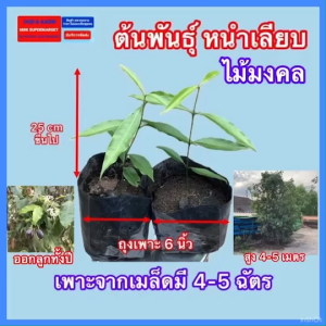 ต้นหนำเลี๊ยบ หนำเลียบ ไม้มงคลอายุยืน เพาะเมล็ด มีรากแก้ว สูง 4-5 ฉัตร เพาะในถุงดำ 6" พร้อมจัดส่ง